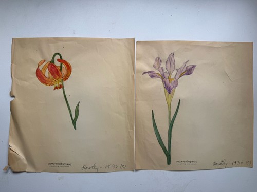 1930 original botanical flower - 1930,