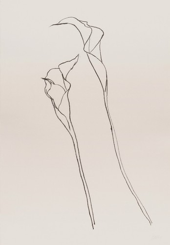 Ellsworth kelly calla - calla, ii