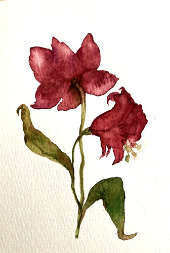 Lily flower original - lily,