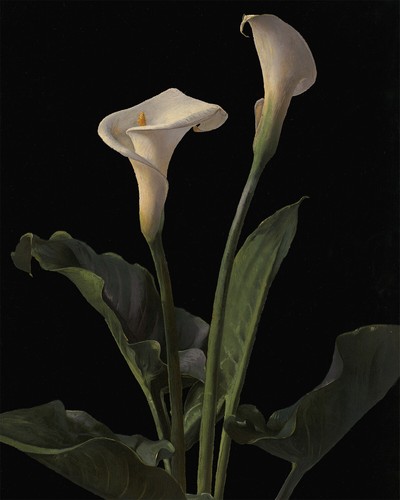 1800s calla lilies painting - 1800s,